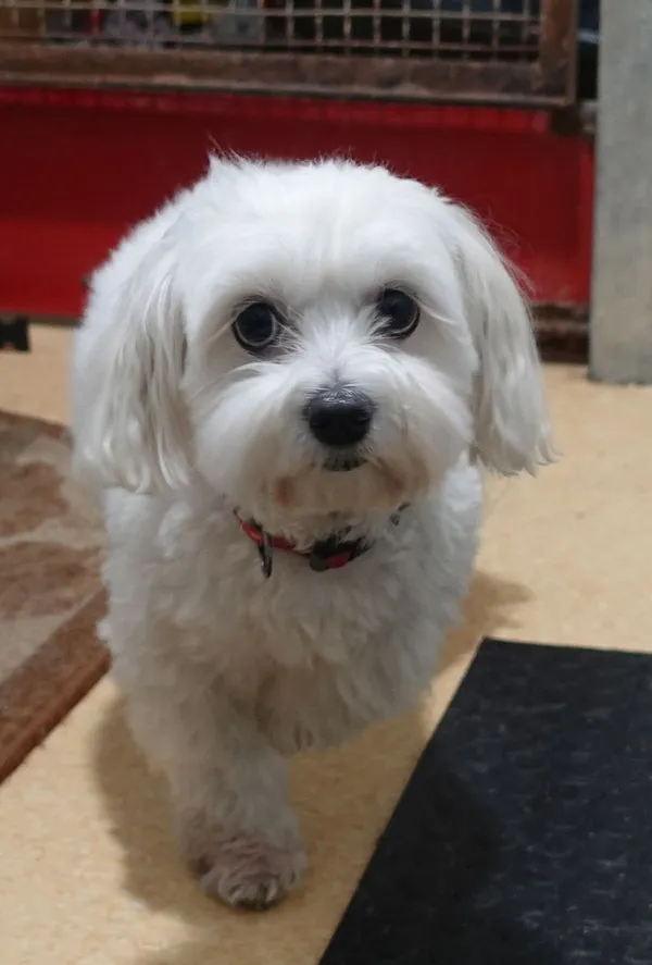 Znaleziono psa, Gdańsk, 29 stycznia 2025