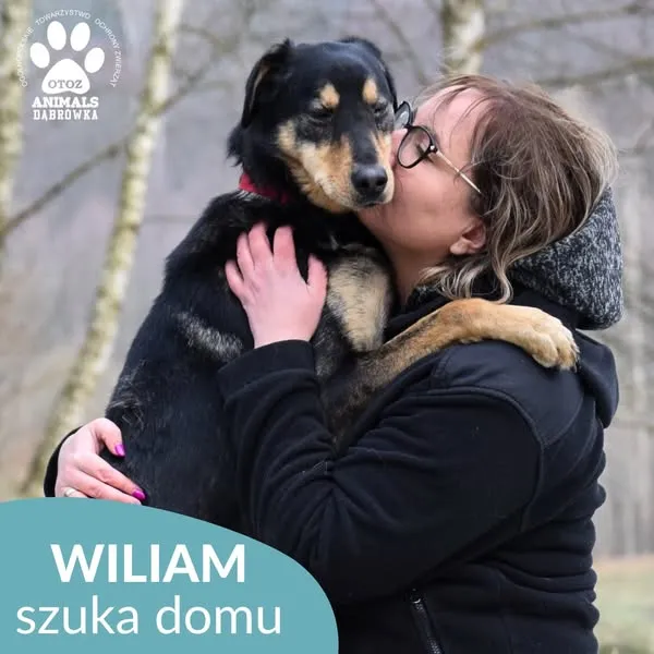 Pies do adopcji, Dąbrówka, 29 stycznia 2025 (2/5)