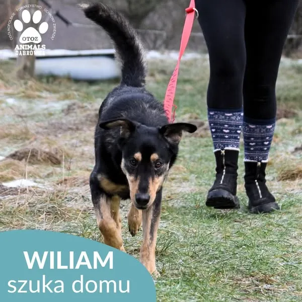 Pies do adopcji, Dąbrówka, 29 stycznia 2025 (3/5)