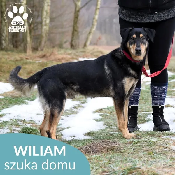 Pies do adopcji, Dąbrówka, 29 stycznia 2025 (4/5)