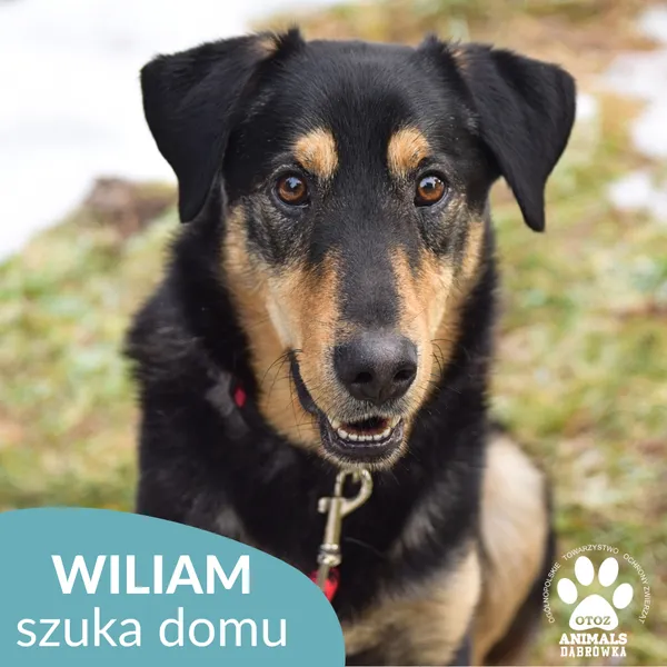Pies do adopcji, Dąbrówka, 29 stycznia 2025 (5/5)