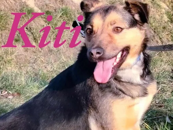 Pies do adopcji, Pawłowo, 29 stycznia 2025 (1/3)