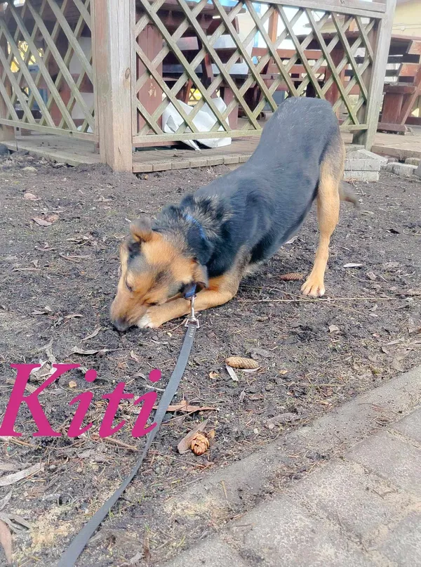 Pies do adopcji, Pawłowo, 29 stycznia 2025 (2/3)