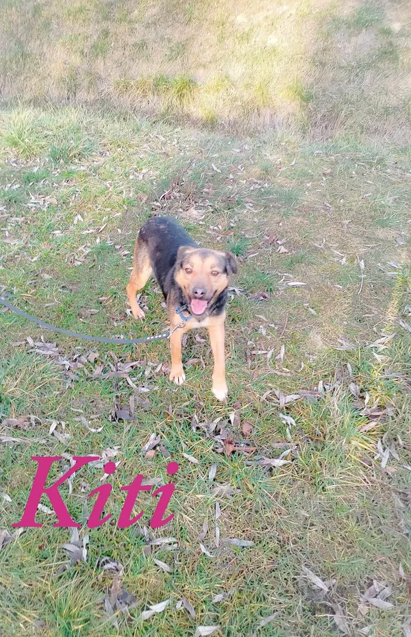 Pies do adopcji, Pawłowo, 29 stycznia 2025 (3/3)