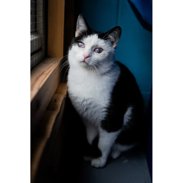 Znaleziono kota, Białystok, 3 lipca 2024 (2/3)