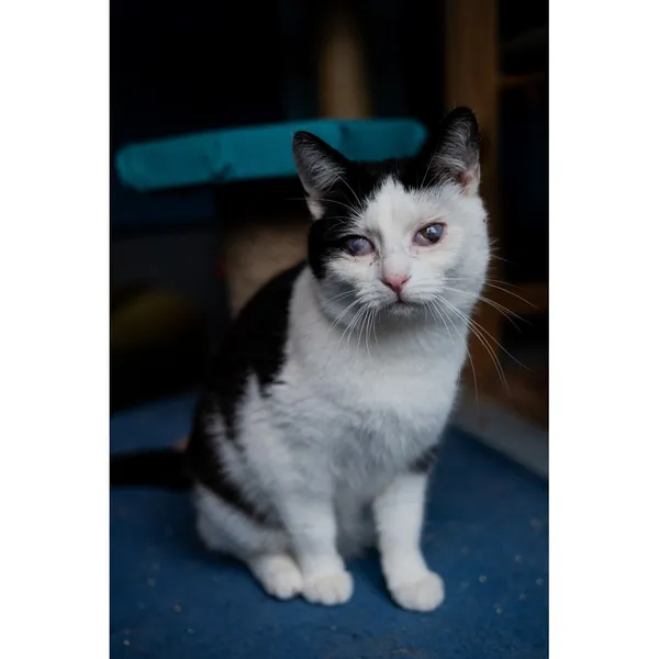 Znaleziono kota, Białystok, 3 lipca 2024 (3/3)