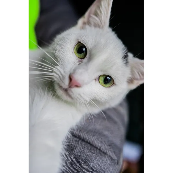 Znaleziono kota, Białystok, 8 sierpnia 2024 (1/4)