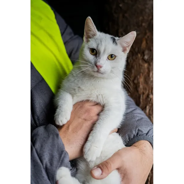 Znaleziono kota, Białystok, 8 sierpnia 2024 (4/4)