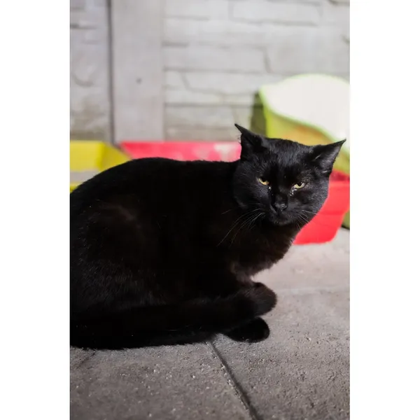 Znaleziono kota, Białystok, 12 sierpnia 2024 (3/4)