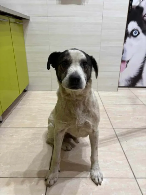 Znaleziono psa, Czartki, 29 stycznia 2025