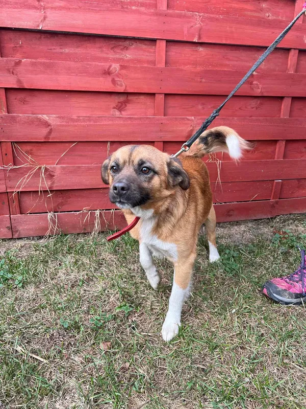 Znaleziono psa, Czartki, 29 stycznia 2025