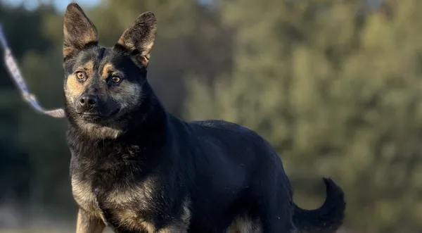 Pies do adopcji, Pieczyska, 29 stycznia 2025 (1/5)