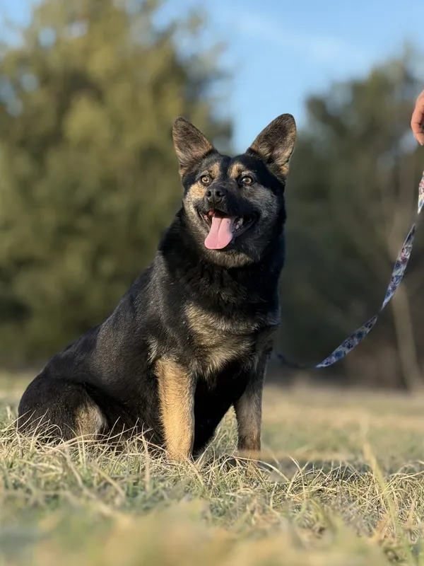 Pies do adopcji, Pieczyska, 29 stycznia 2025 (2/5)