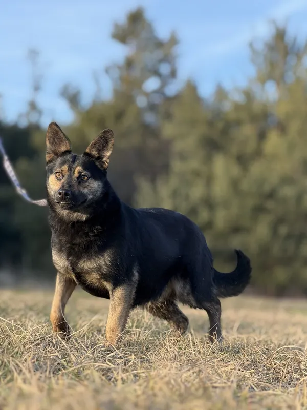 Pies do adopcji, Pieczyska, 29 stycznia 2025 (4/5)