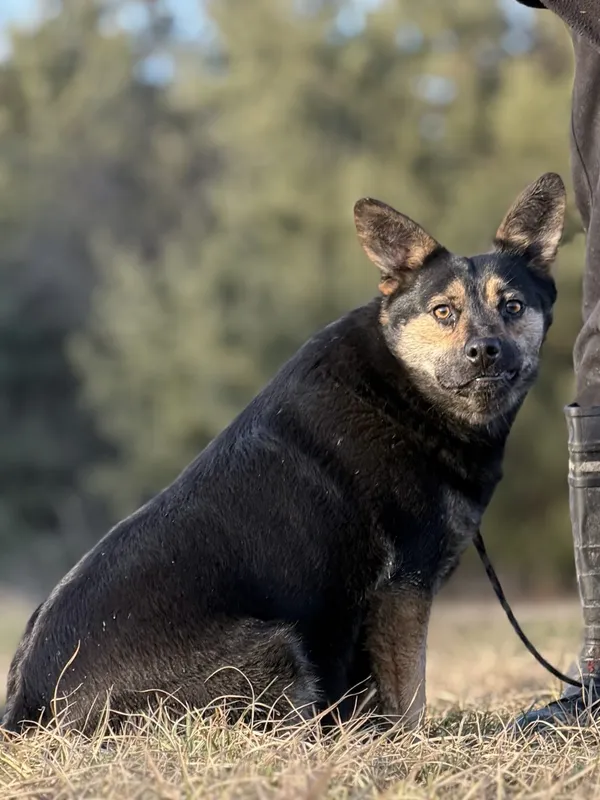 Pies do adopcji, Pieczyska, 29 stycznia 2025 (5/5)