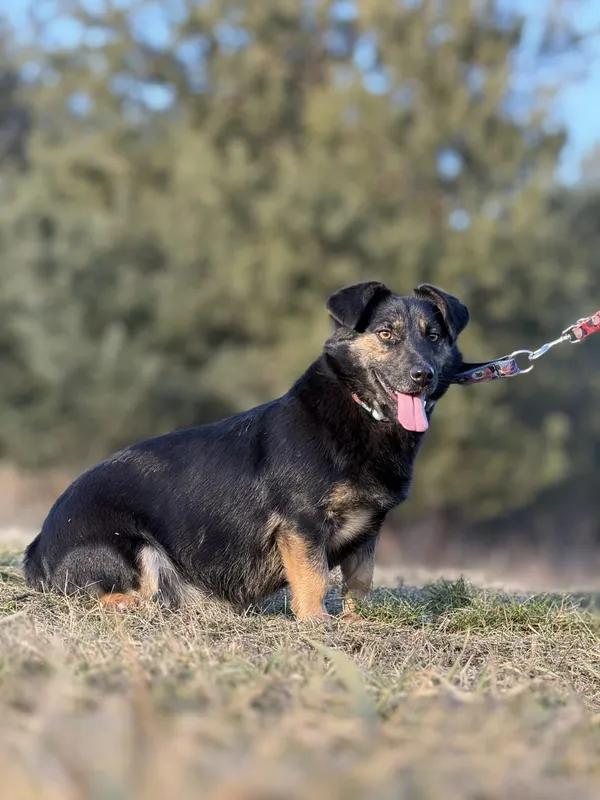 Pies do adopcji, Pieczyska, 29 stycznia 2025 (2/5)