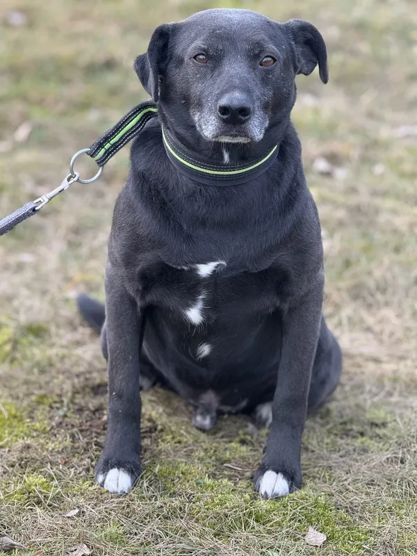 Pies do adopcji, Pieczyska, 29 stycznia 2025 (2/5)