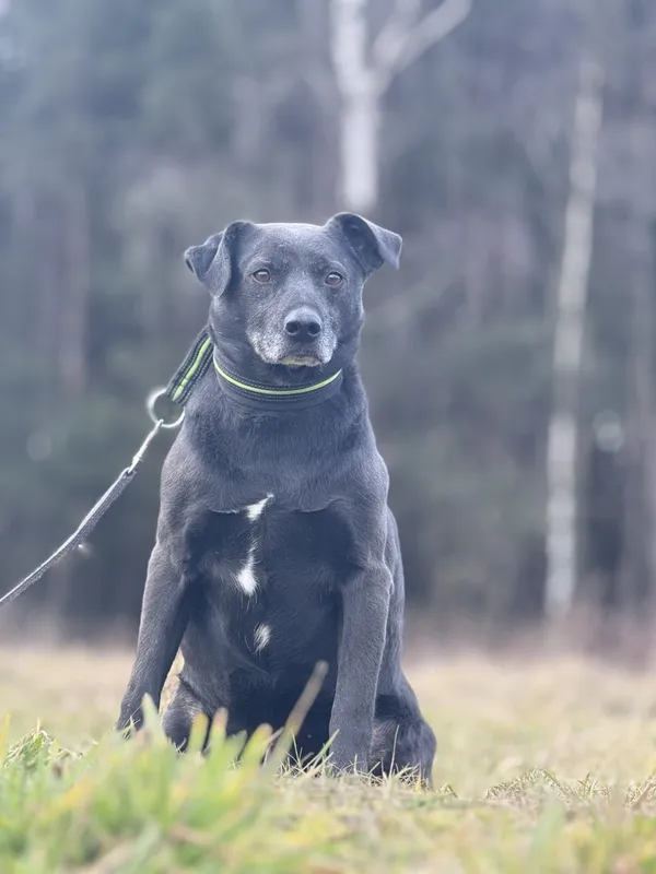 Pies do adopcji, Pieczyska, 29 stycznia 2025 (3/5)