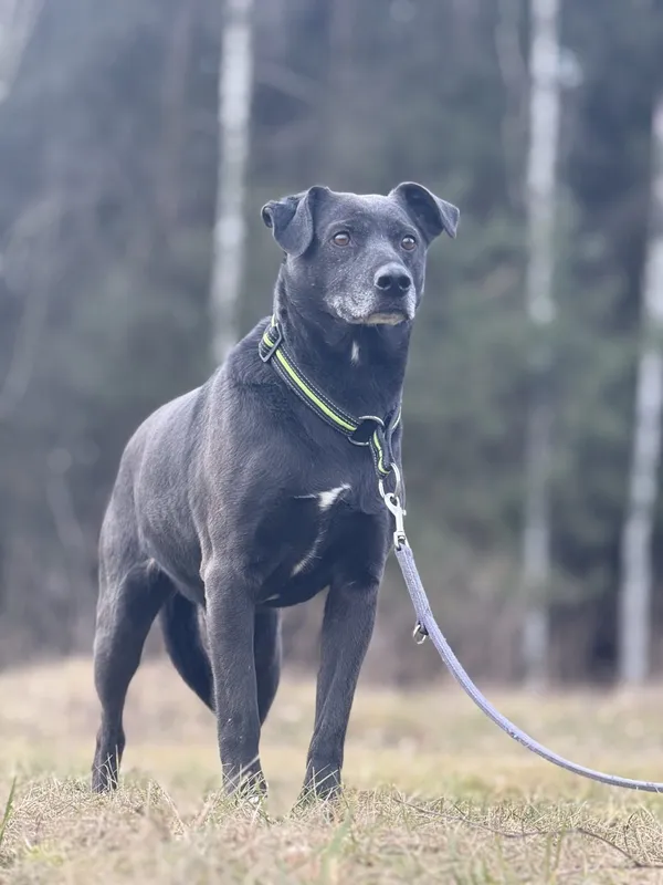 Pies do adopcji, Pieczyska, 29 stycznia 2025 (4/5)