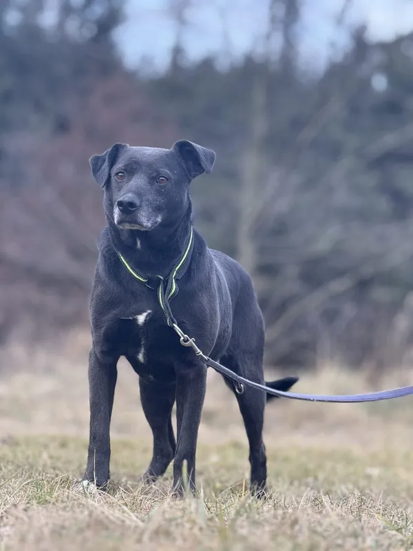 Pies do adopcji, Pieczyska, 29 stycznia 2025 (5/5)