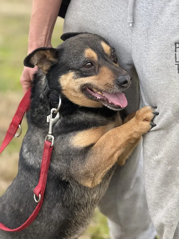 Pies do adopcji, Pieczyska, 29 stycznia 2025 (2/5)