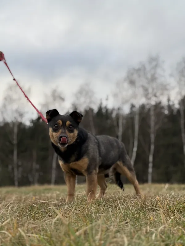 Pies do adopcji, Pieczyska, 29 stycznia 2025 (3/5)