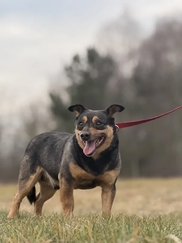 Pies do adopcji, Pieczyska, 29 stycznia 2025 (4/5)