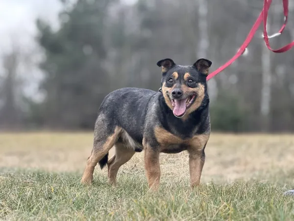 Pies do adopcji, Pieczyska, 29 stycznia 2025 (5/5)