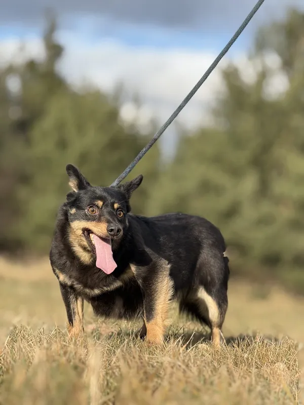 Pies do adopcji, Pieczyska, 29 stycznia 2025 (2/4)