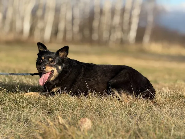Pies do adopcji, Pieczyska, 29 stycznia 2025 (3/4)