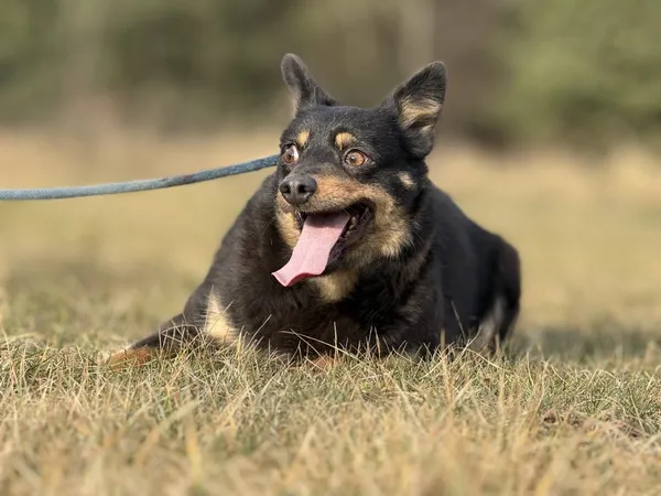 Pies do adopcji, Pieczyska, 29 stycznia 2025 (4/4)