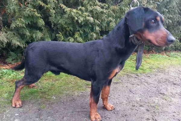 Znaleziono psa, Henrykowo, 23 stycznia 2025