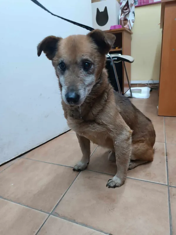 Znaleziono psa, Sosnowiec, 29 stycznia 2025 (2/2)