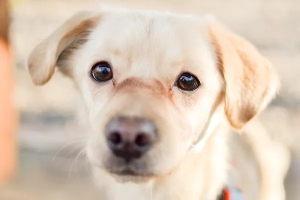 Znaleziono psa, Sosnowiec, 28 stycznia 2025 (3/4)