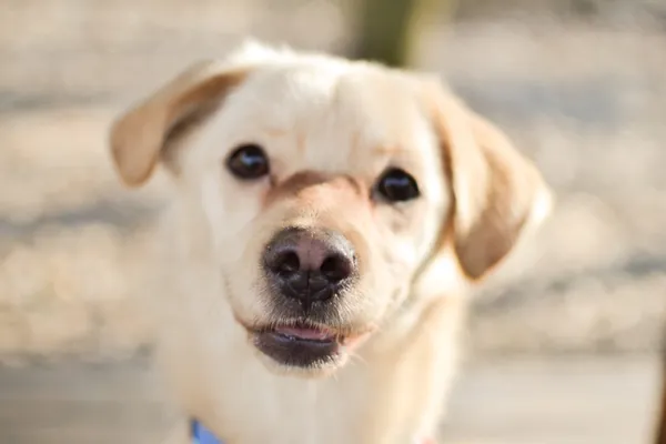 Znaleziono psa, Sosnowiec, 28 stycznia 2025 (4/4)