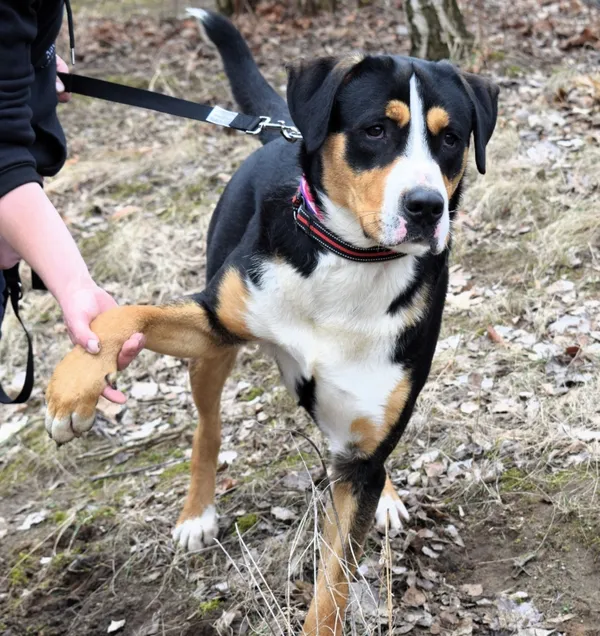 Znaleziono psa, Pieckowo, 29 stycznia 2025 (1/5)