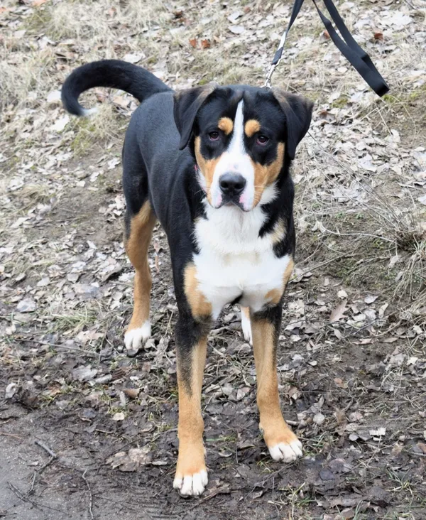 Znaleziono psa, Pieckowo, 29 stycznia 2025 (2/5)