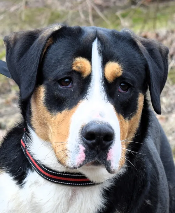 Znaleziono psa, Pieckowo, 29 stycznia 2025 (4/5)