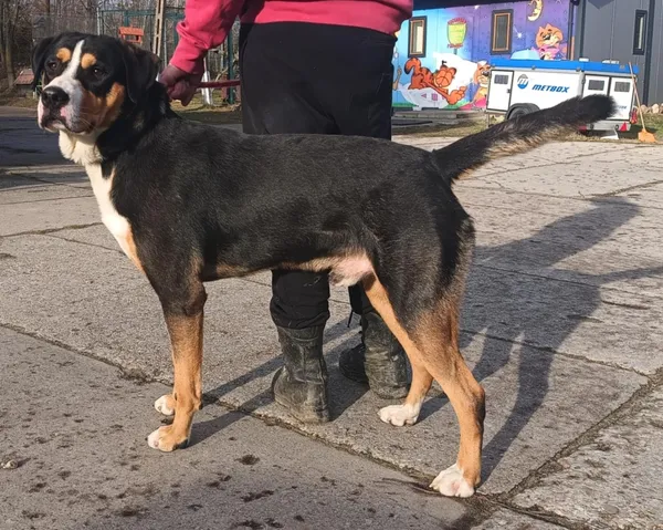 Znaleziono psa, Pieckowo, 29 stycznia 2025 (5/5)