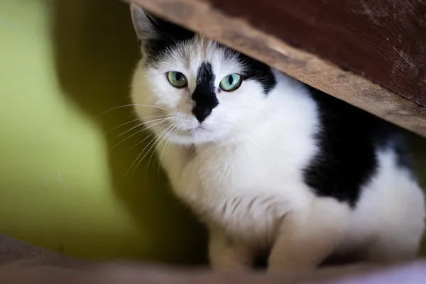 Znaleziono kota, Wałbrzych, 27 stycznia 2025 (1/2)