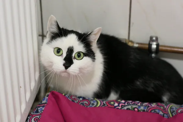 Znaleziono kota, Wałbrzych, 27 stycznia 2025 (2/2)