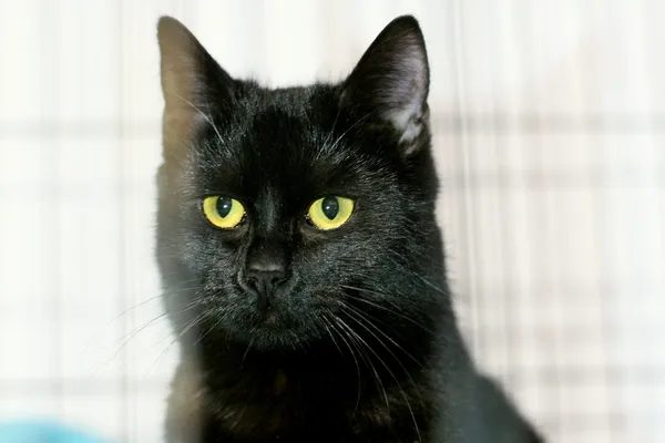 Znaleziono kota, Wałbrzych, 27 stycznia 2025