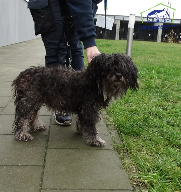 Znaleziono psa, Szczecin, 29 stycznia 2025