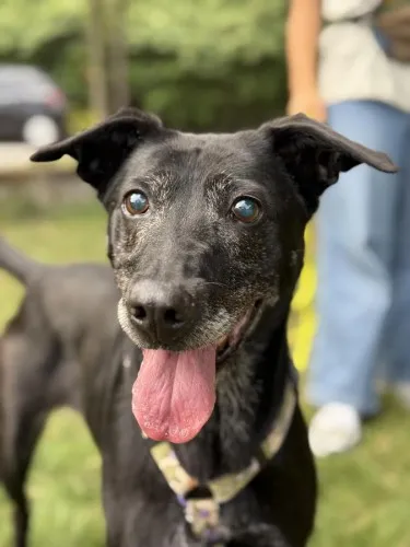 Pies do adopcji, Kraków, 15 stycznia 2025 (2/5)