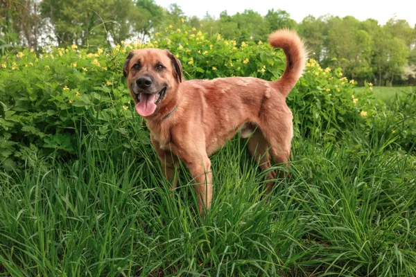 Pies do adopcji, Henrykowo, 17 września 2024 (1/4)