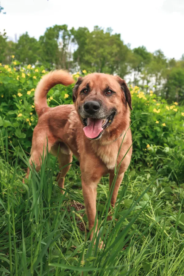 Pies do adopcji, Henrykowo, 17 września 2024 (2/4)