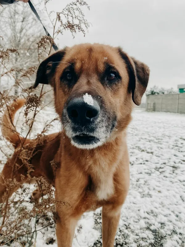 Pies do adopcji, Henrykowo, 17 września 2024 (3/4)