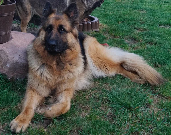 Zaginął pies, Suchedniów, Baranów, 30 stycznia 2025 (2/5)