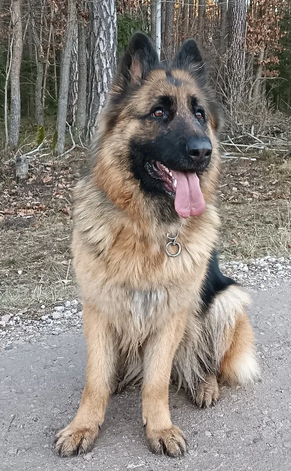 Zaginął pies, Suchedniów, Baranów, 30 stycznia 2025 (3/5)