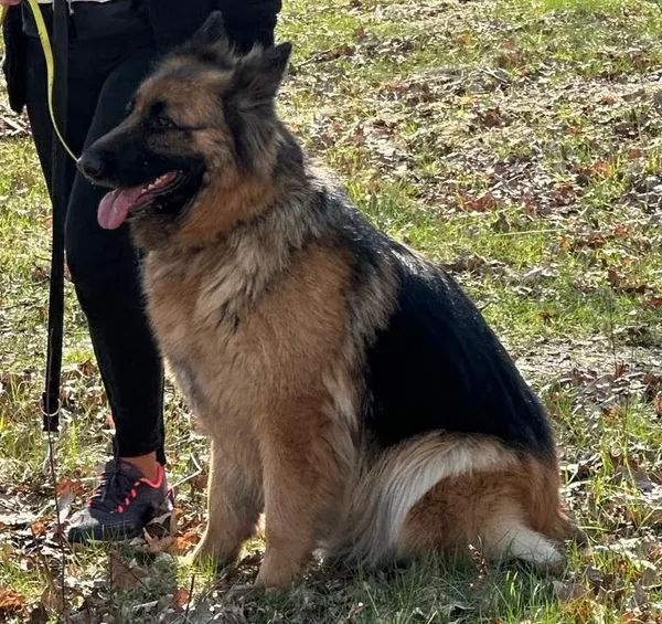 Zaginął pies, Suchedniów, Baranów, 30 stycznia 2025 (4/5)